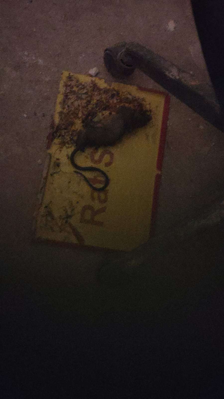 Pest control treatment result Bangalore