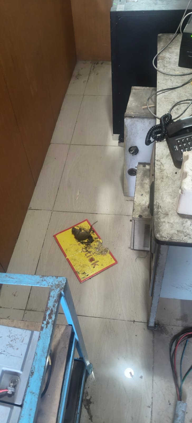 Pest control treatment result Bangalore