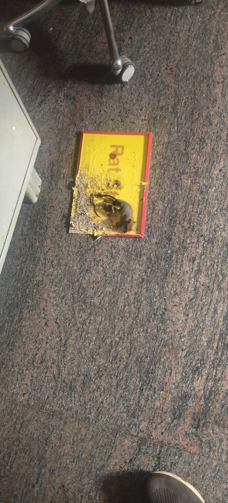 Pest control treatment result Bangalore