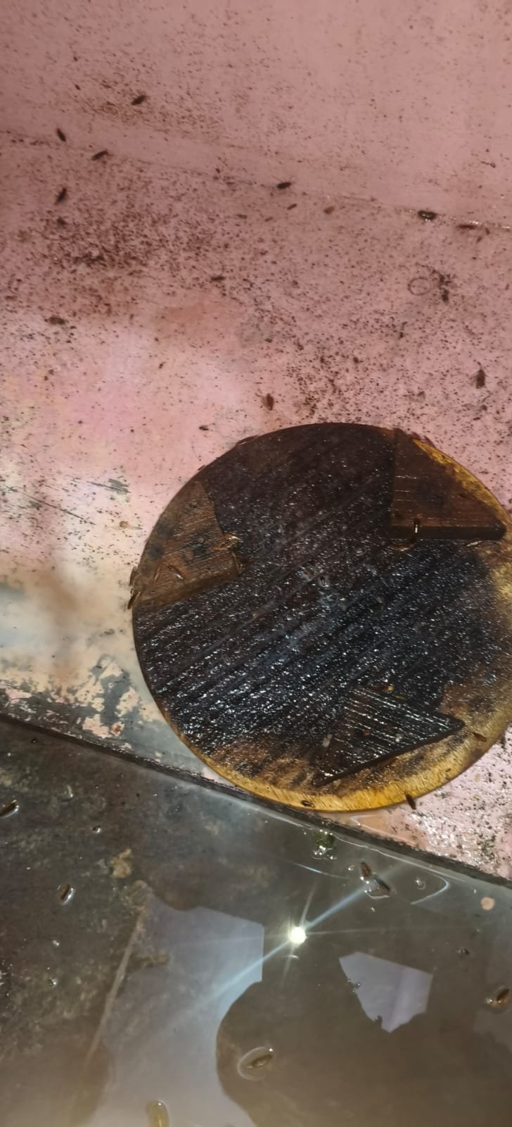 Pest control treatment result Bangalore