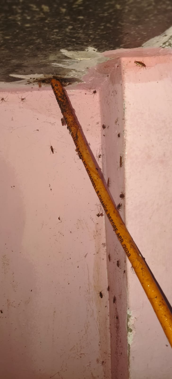 Pest control treatment result Bangalore
