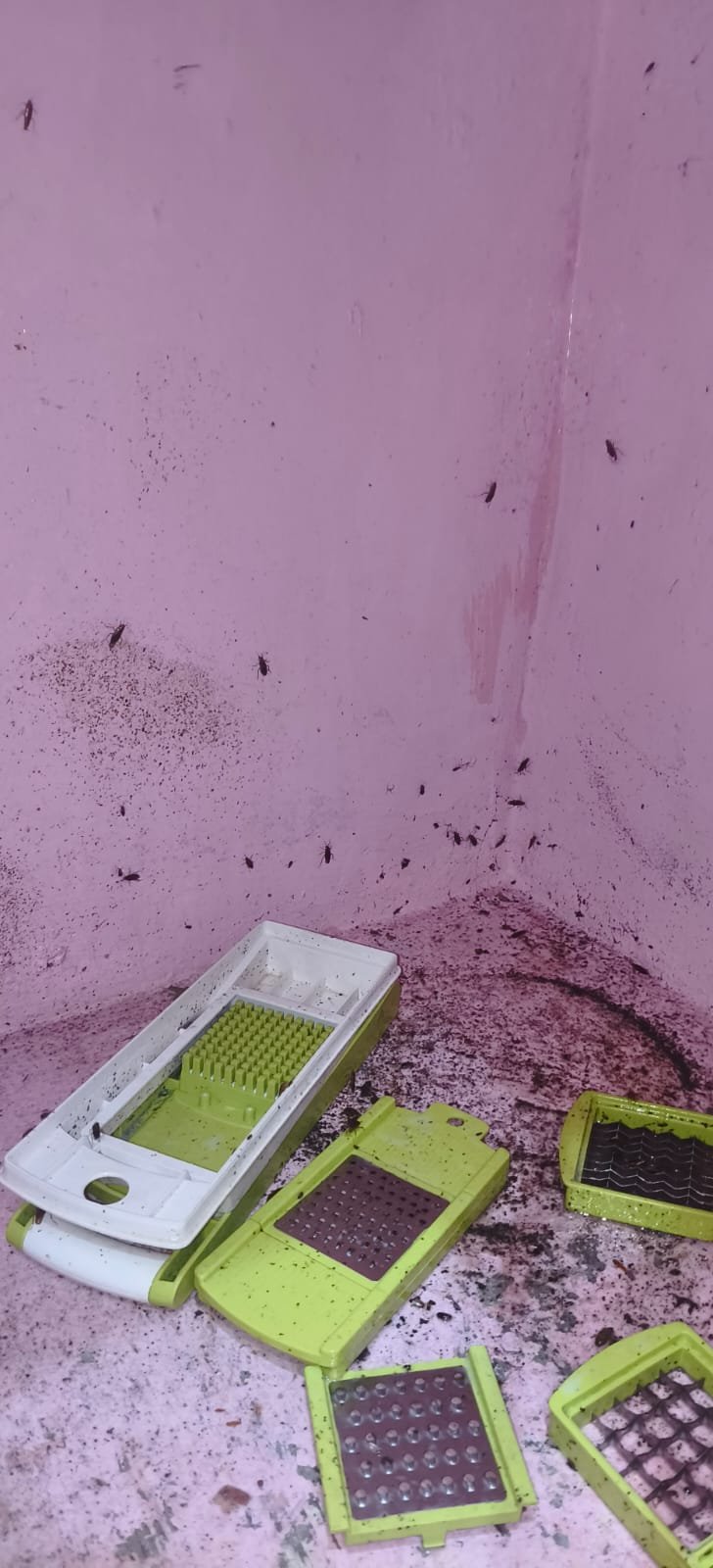 Pest control treatment result Bangalore