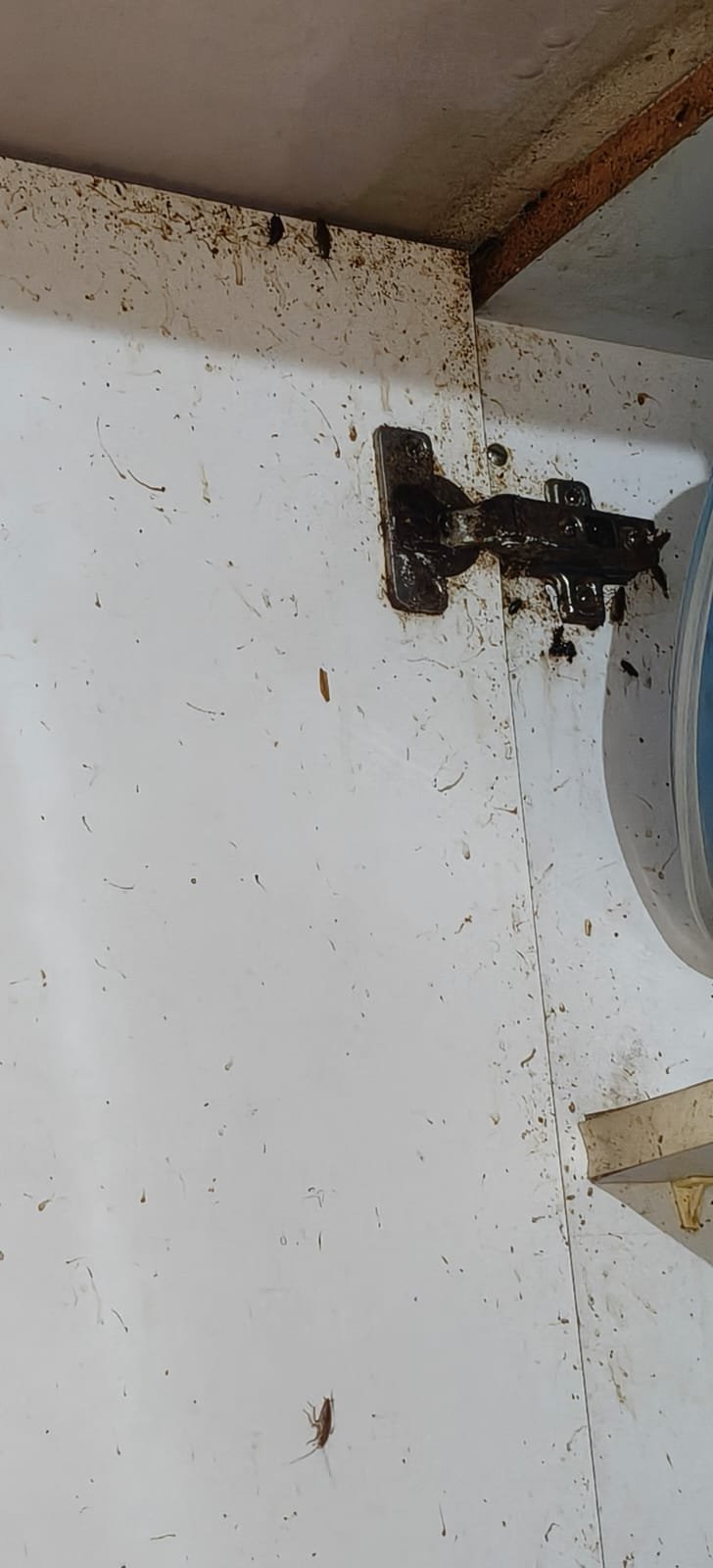 Pest control treatment result Bangalore