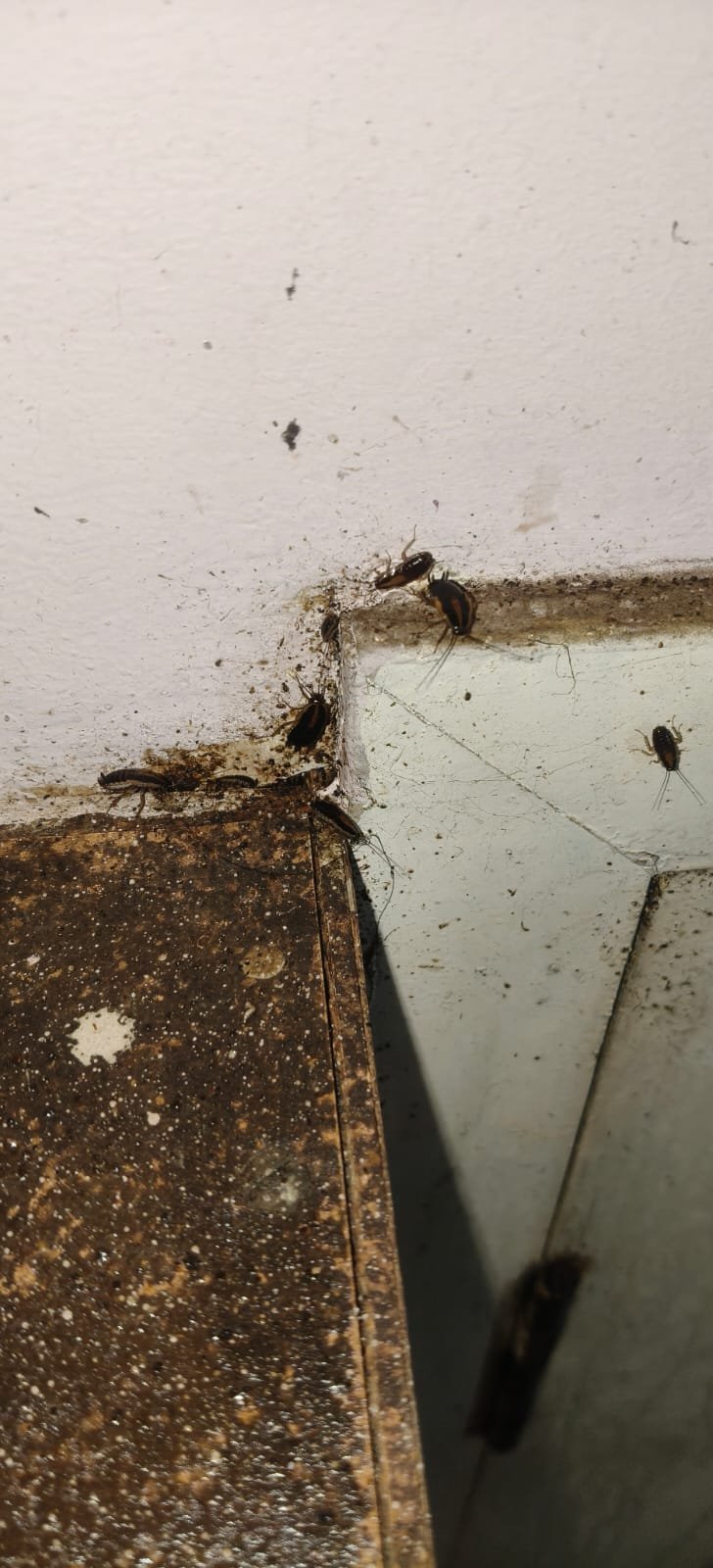 Pest control treatment result Bangalore