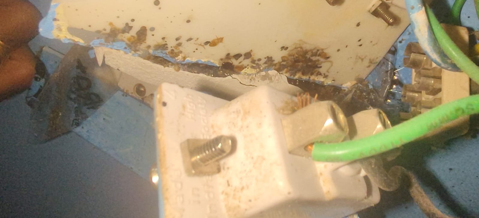 Pest control treatment result Bangalore