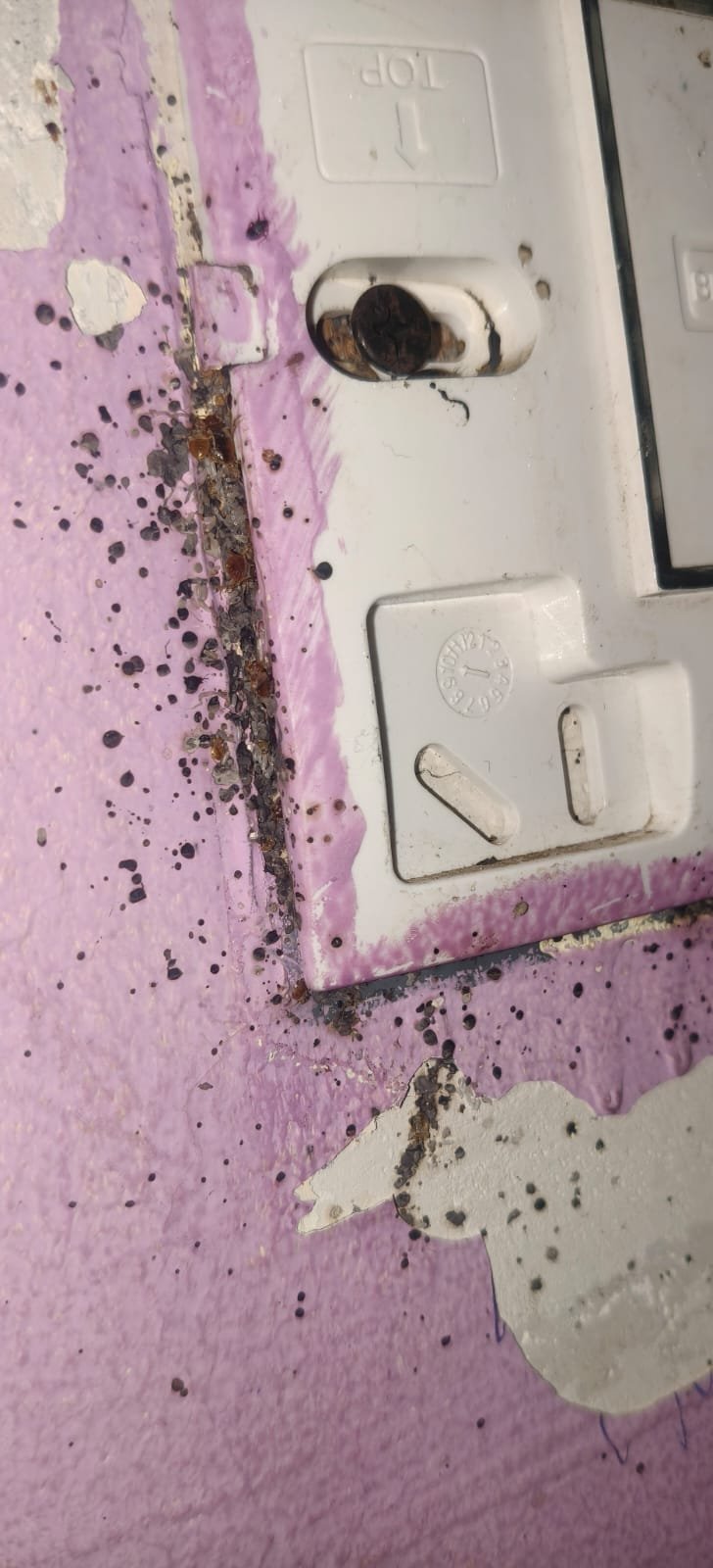 Pest control treatment result Bangalore
