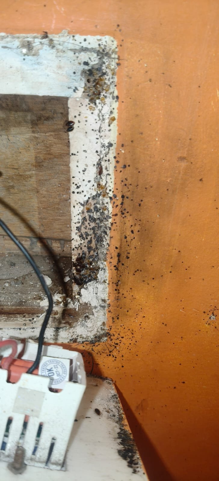 Pest control treatment result Bangalore