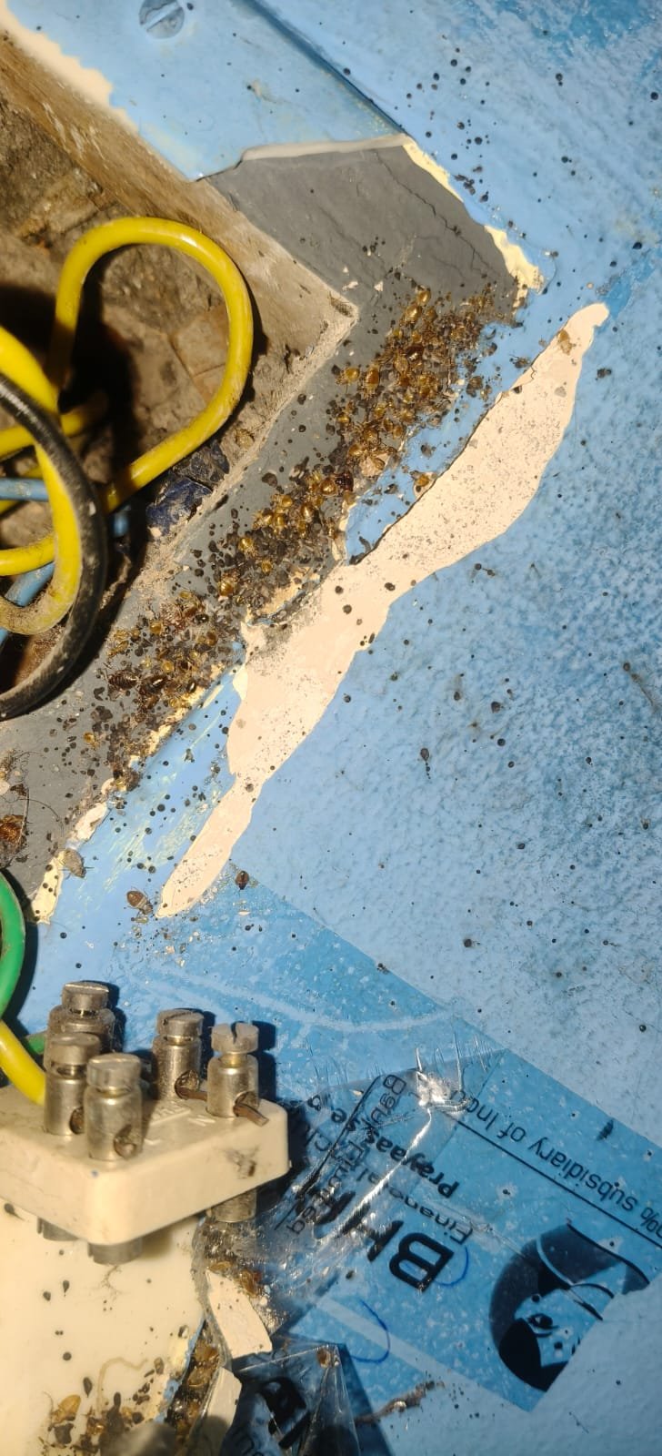 Pest control treatment result Bangalore