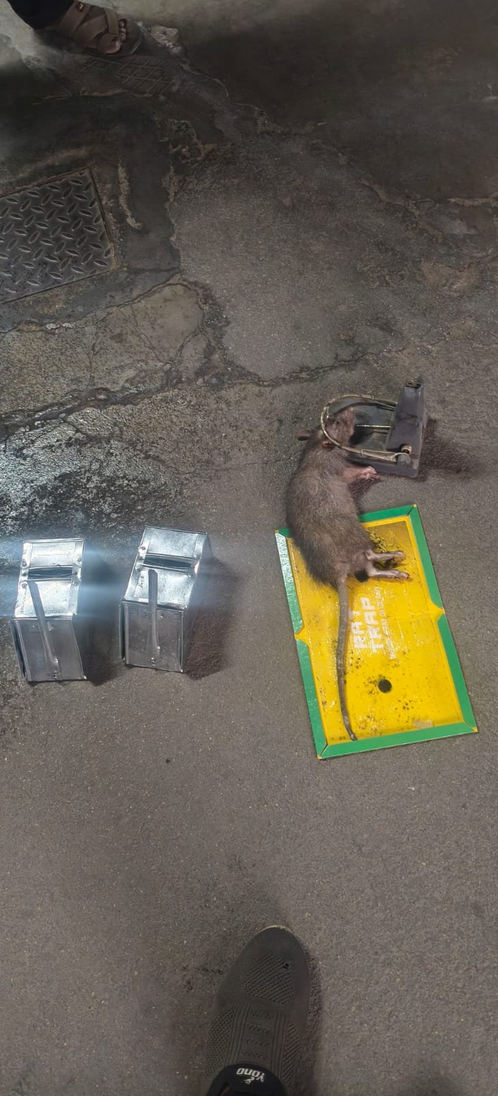 Pest control treatment result Bangalore