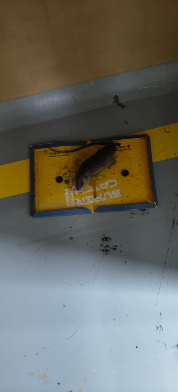 Pest control treatment result Bangalore