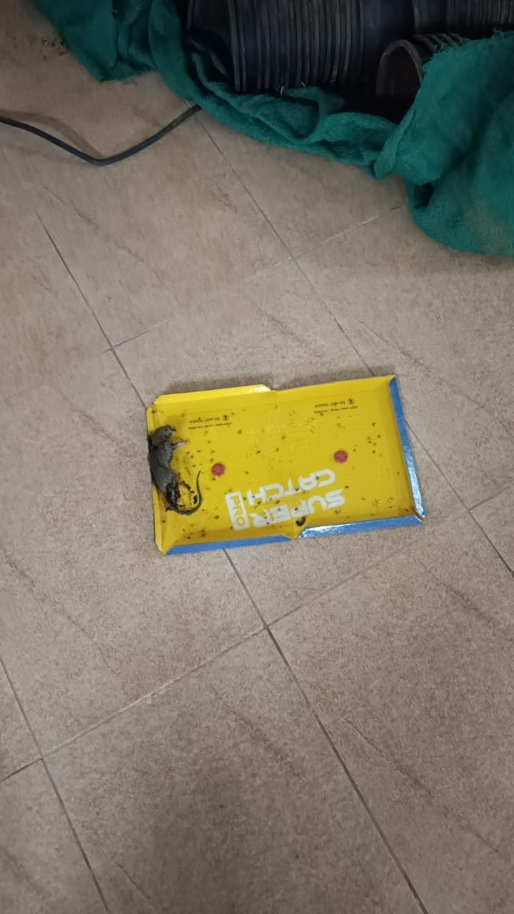 Pest control treatment result Bangalore