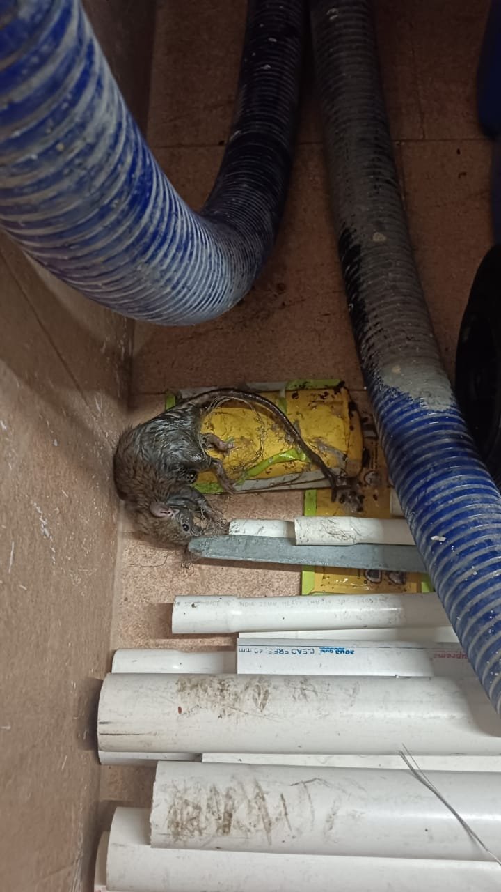 Pest control treatment result Bangalore