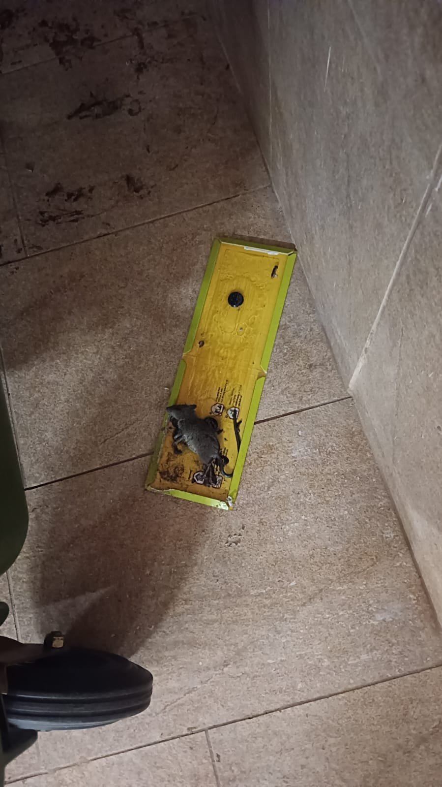 Pest control treatment result Bangalore