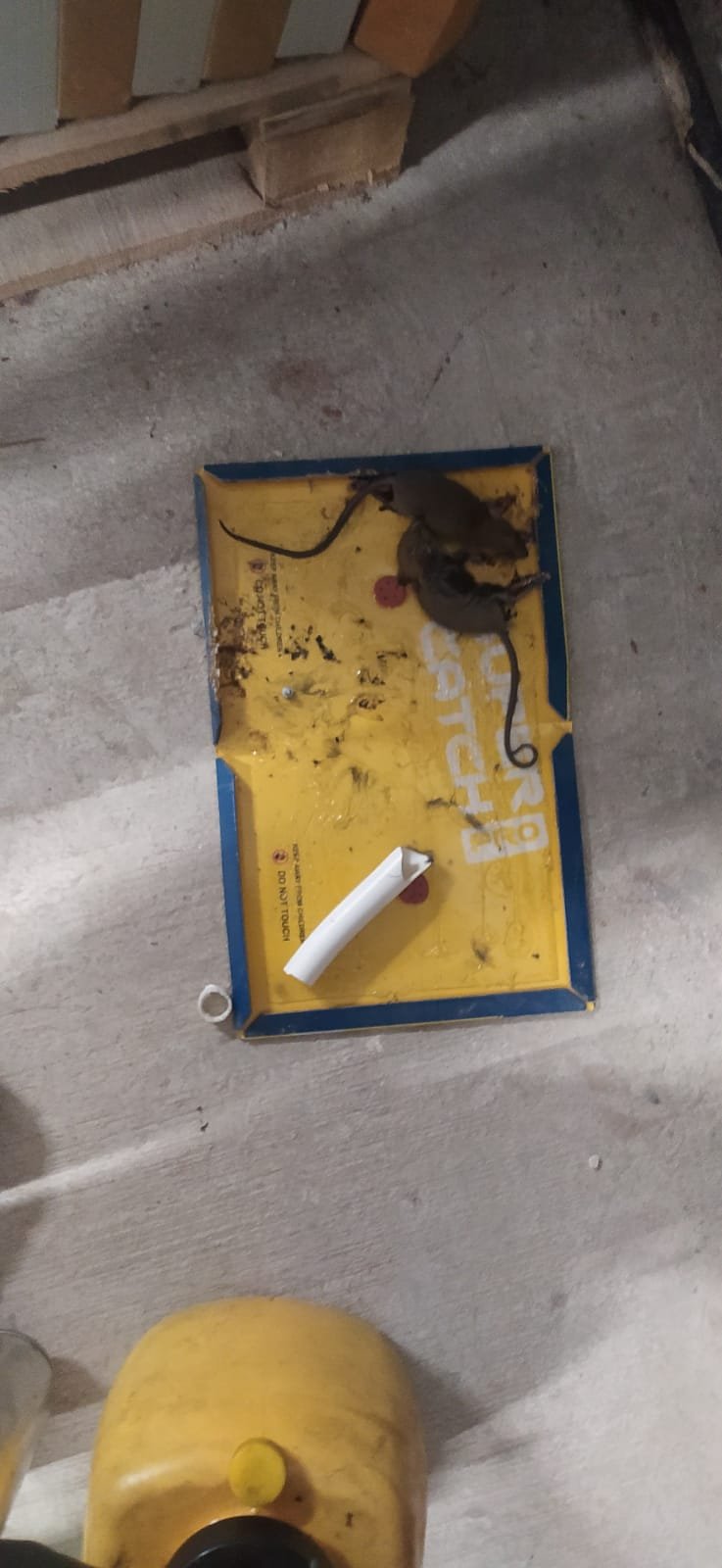 Pest control treatment result Bangalore