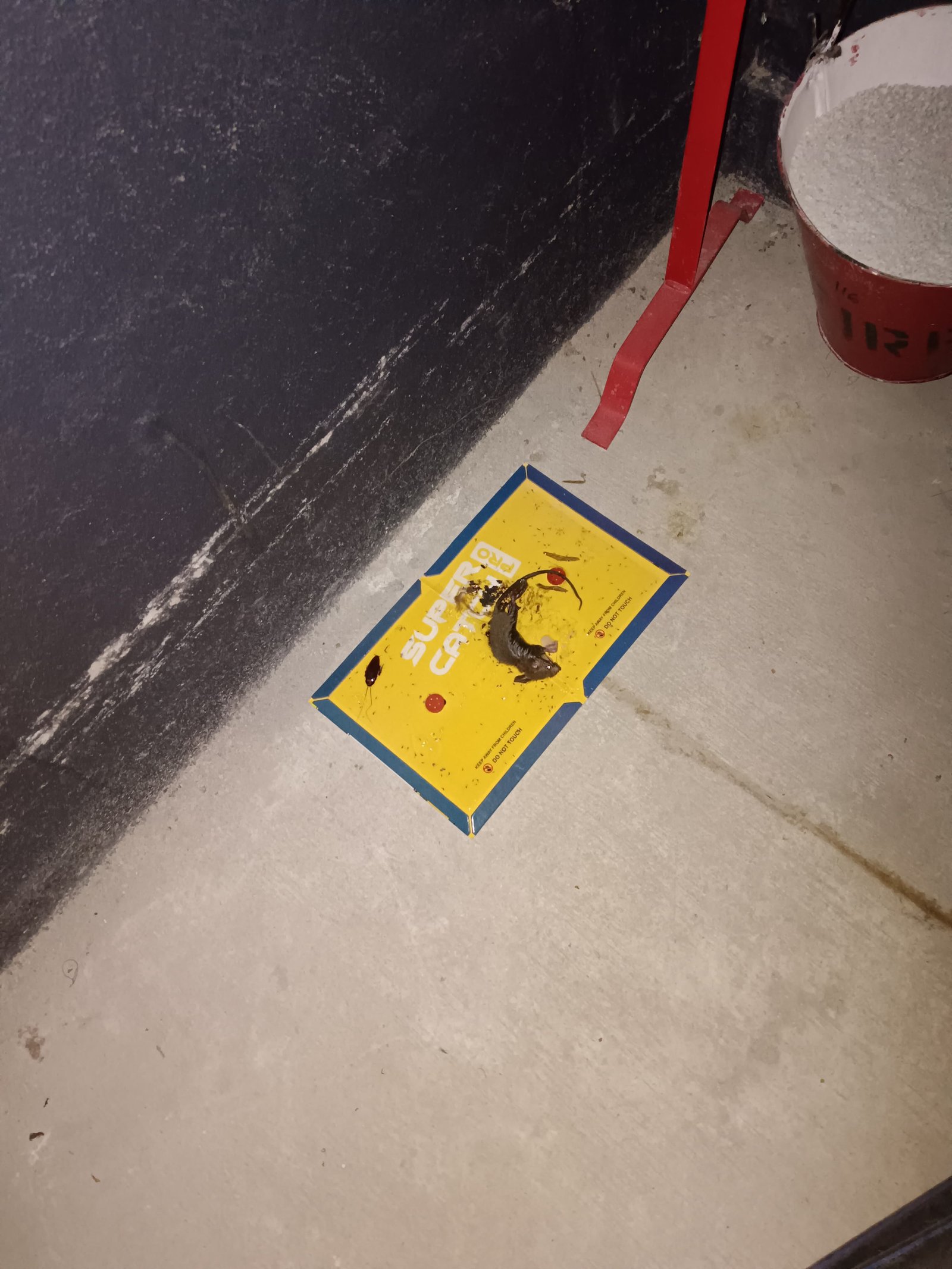Pest control treatment result Bangalore