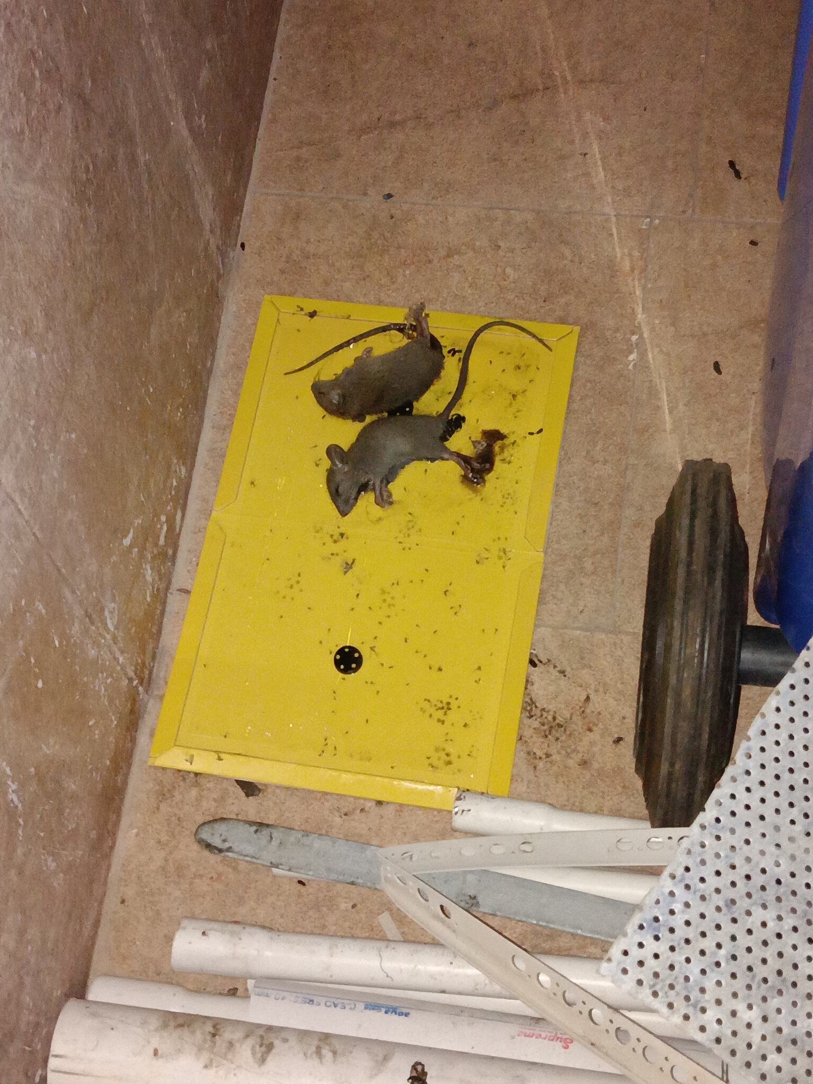 Pest control treatment result Bangalore
