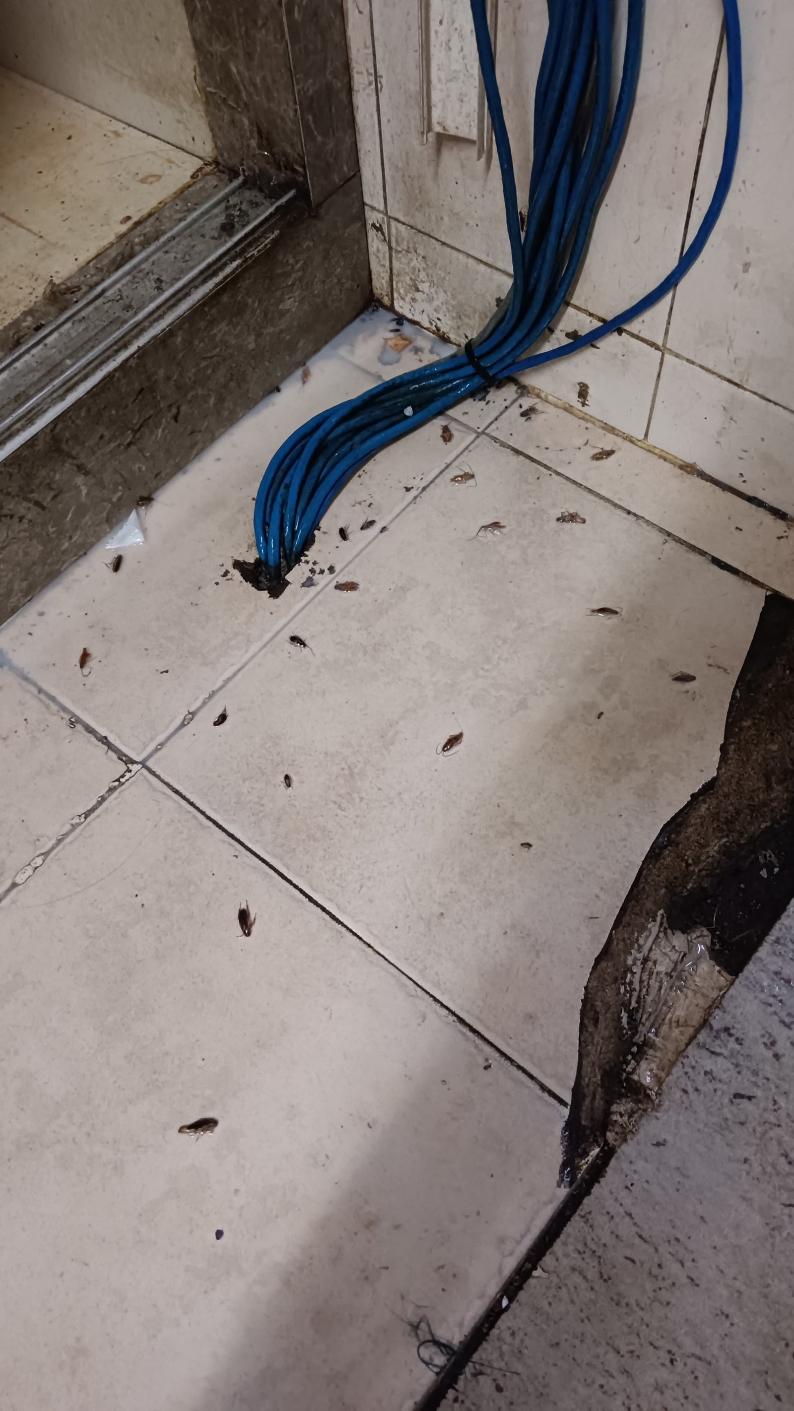 Pest control treatment result Bangalore